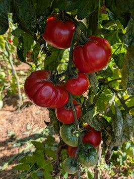 'Marmande' Fleischtomate