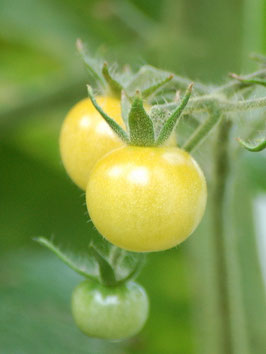 'Bianca' Kirschtomate
