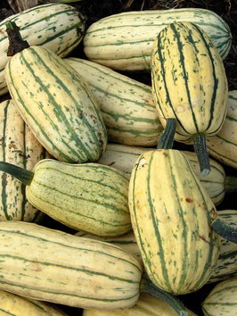 'Delicata' Kürbis