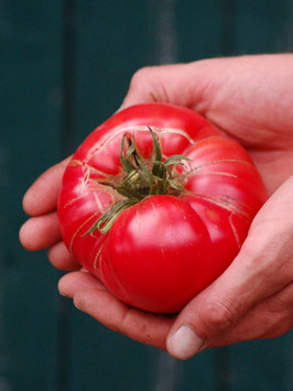 'Brandywine Rot' Fleischtomate