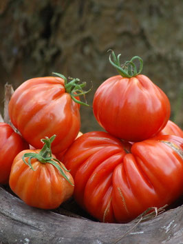 'Pitanga' Stabtomate