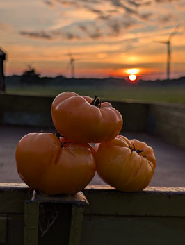 'Dad's Sunset' Fleischtomate