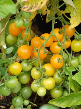 'Bolivianische Obsttomate' Wildtomate