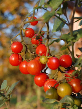 'Juliane' Kirschtomate