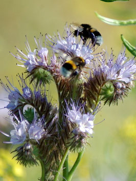 Bienenfreund (Phacelia)