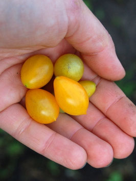 'Galapagos' Wildtomate