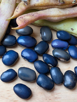 'Blaue Meerbarbe' Stangenbohne *NEU*