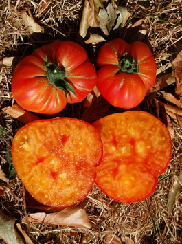 'Striped German' Fleischtomate *NEU*