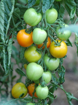 'Auriga' Stabtomate