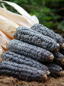 'Hooker's Sweet Indian' Zuckermais *NEU*