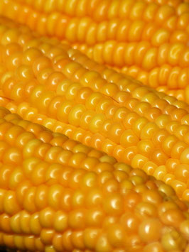 'Golden Bantam' Zuckermais