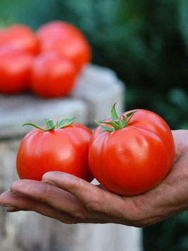 'Slavisches Meisterstück' Stabtomate