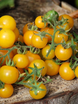'Galinas' Kirschtomate