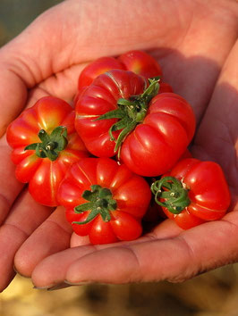 'Kleeblatt von Togo' Kirschtomate *NEU*