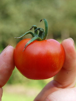 'Vesennij Michurinskij' Kirschtomate