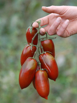 'Black Icicle' Flaschentomate *NEU*