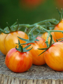 'Bumble Bee Sunrise' Stabtomate *NEU*