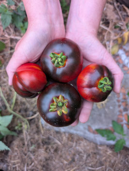 'Indigo Apple' Stabtomate *NEU*