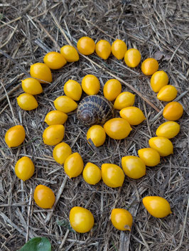 'Gelbe Dattelwein' Kirschtomate