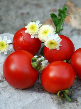'Quedlinburger Frühe Liebe' Kirschtomate