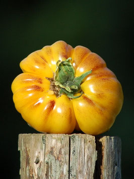 'Great Blue' Stabtomate