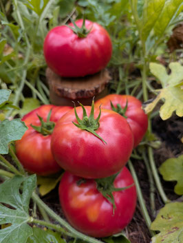 'Ikarus' Fleischtomate *NEU*