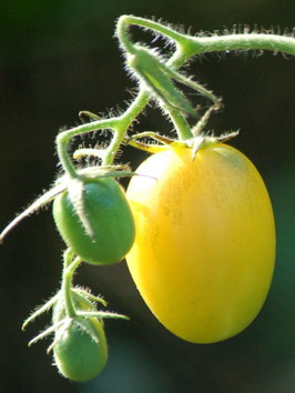 'De Berao Gelb' Eiertomate *NEU*