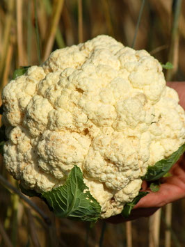 'Di Jesi' Blumenkohl