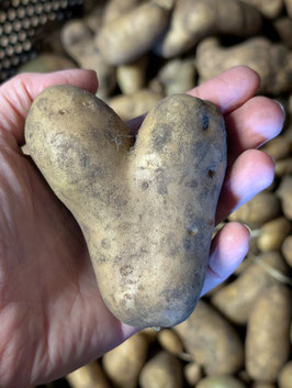 'Weinberger Schloßkipfler' Kartoffel *NEU*