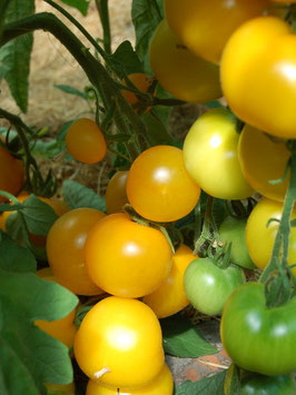'Goldene Königin' Stabtomate