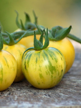 'Yellow Vernissage' Stabtomate *NEU*