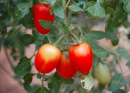 'Rio Grande' Buschtomate *NEU*