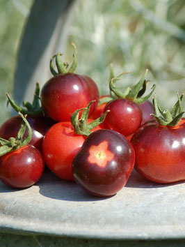 'Glossy Rose Blue' Kirschtomate