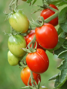'De Berao Rot' Eiertomate