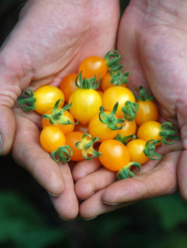 'Parvibaccatum' Wildtomate