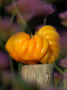 'Florentine Beauty' Fleischtomate *NEU*