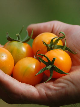 'Ida Gold' Buschtomate