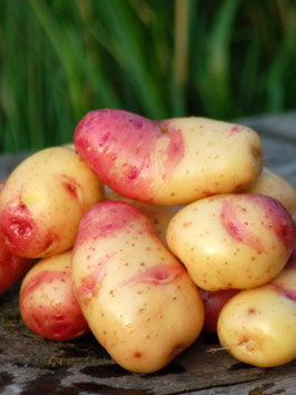 'Rot Gelbe Rolle' Kartoffel *NEU*