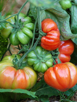 'Vintage Wine' Fleischtomate