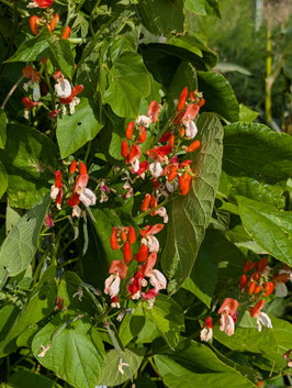 'Painted Lady' Feuerbohne