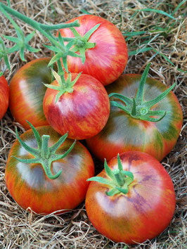 'Persuasion' Stabtomate