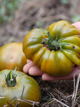 'Green Moldovan' Fleischtomate