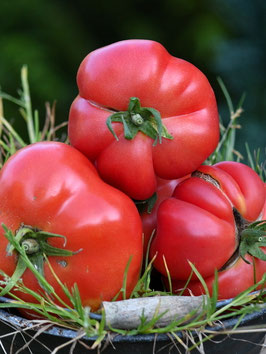 'Montserrat' Fleischtomate *NEU*