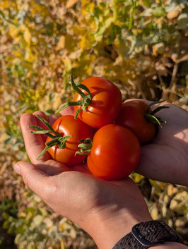 'Haubners Vollendung' Stabtomate
