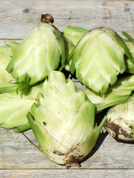 'Finocchio Montebianco' Knollenfenchel