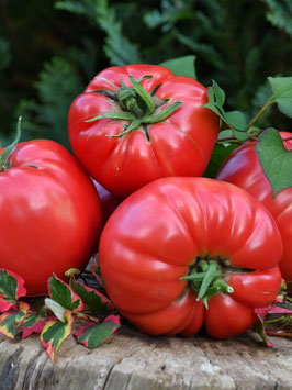 'Sugar Bison' Fleischtomate *NEU*