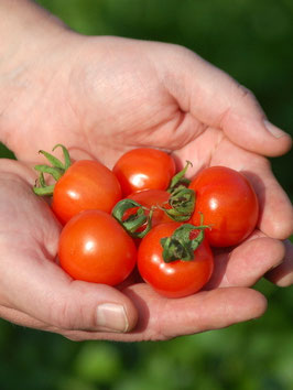 'Ciliegia (Nano)' Kirschtomate