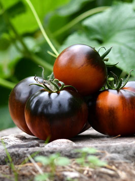 'Black Beauty' Stabtomate *NEU*
