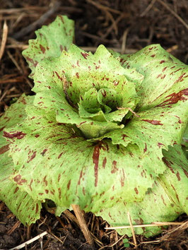 'Variegata Di Lusia' Radicchio