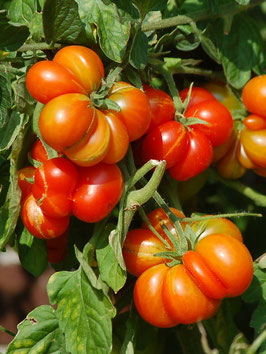 'Reisetomate' Stabtomate